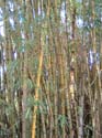 DSCF0207