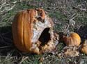 deadPumpkin