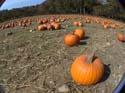 pumpkinPatch